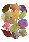 Image Collection: Autumn Leaves